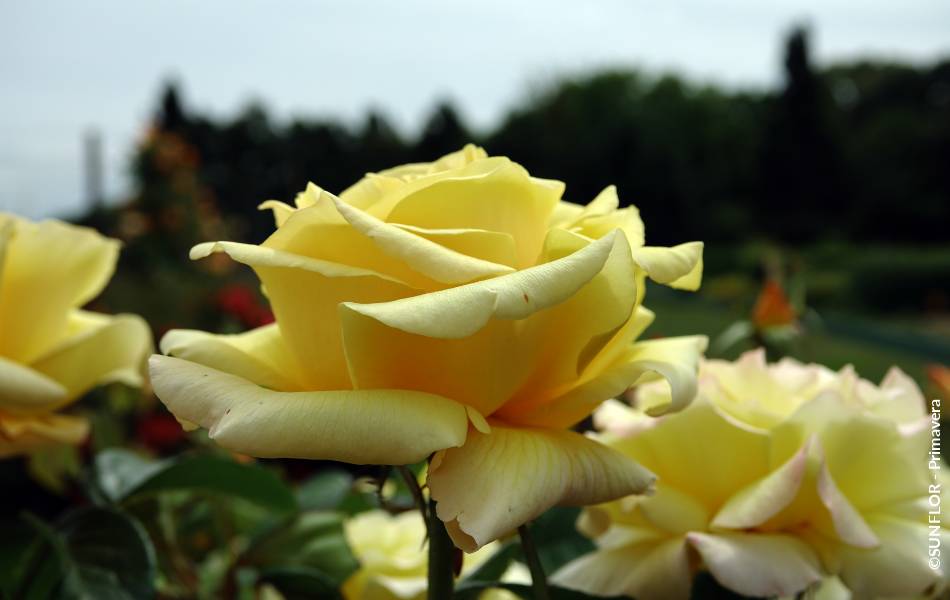 ©SUNFLOR - Primavera